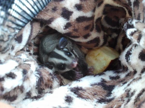 Snackin on apple in her pouch.