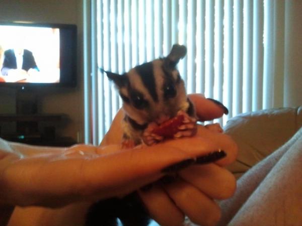 snacking on a strawberry