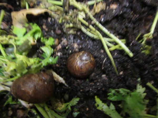 Snail Laying Eggs