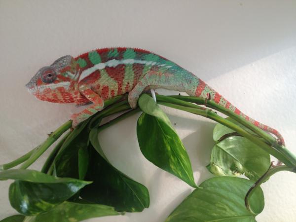 Sniper right after he passed his first set of plugs! looking good! 42.7 grams