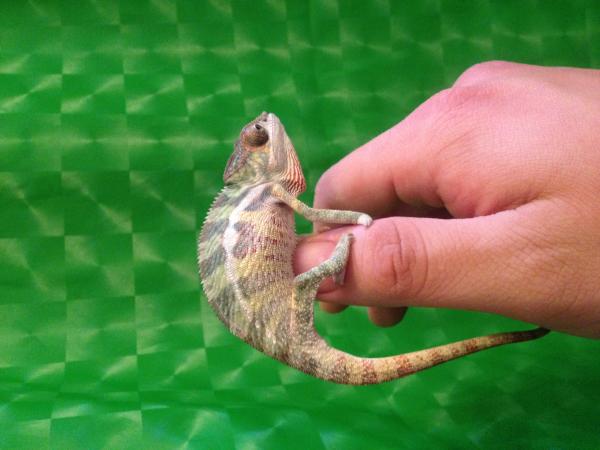 *Snipers first bath!*
Sniper at 4 months around 13 grams