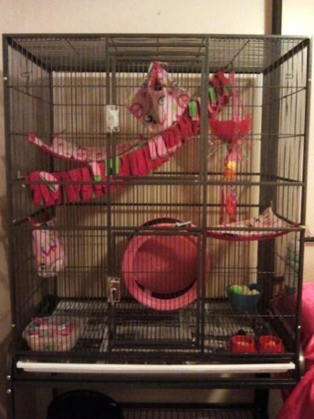 Snookie's Cage Setup