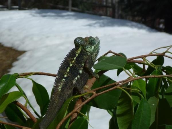 snownelii