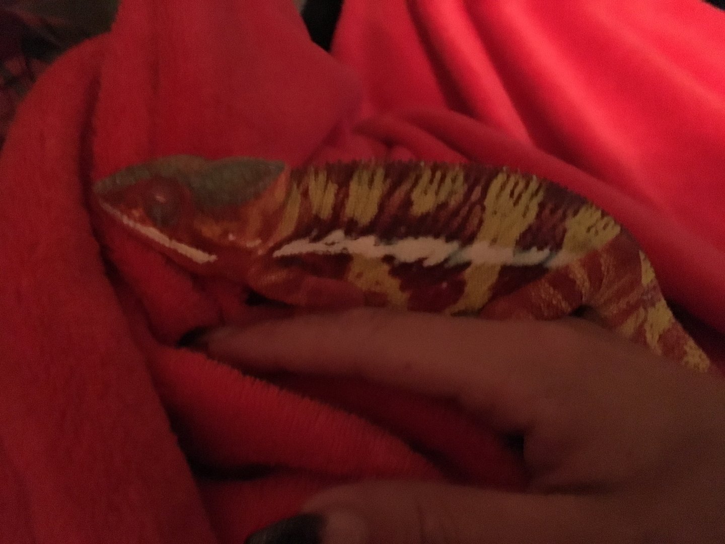 Snuggly lizard