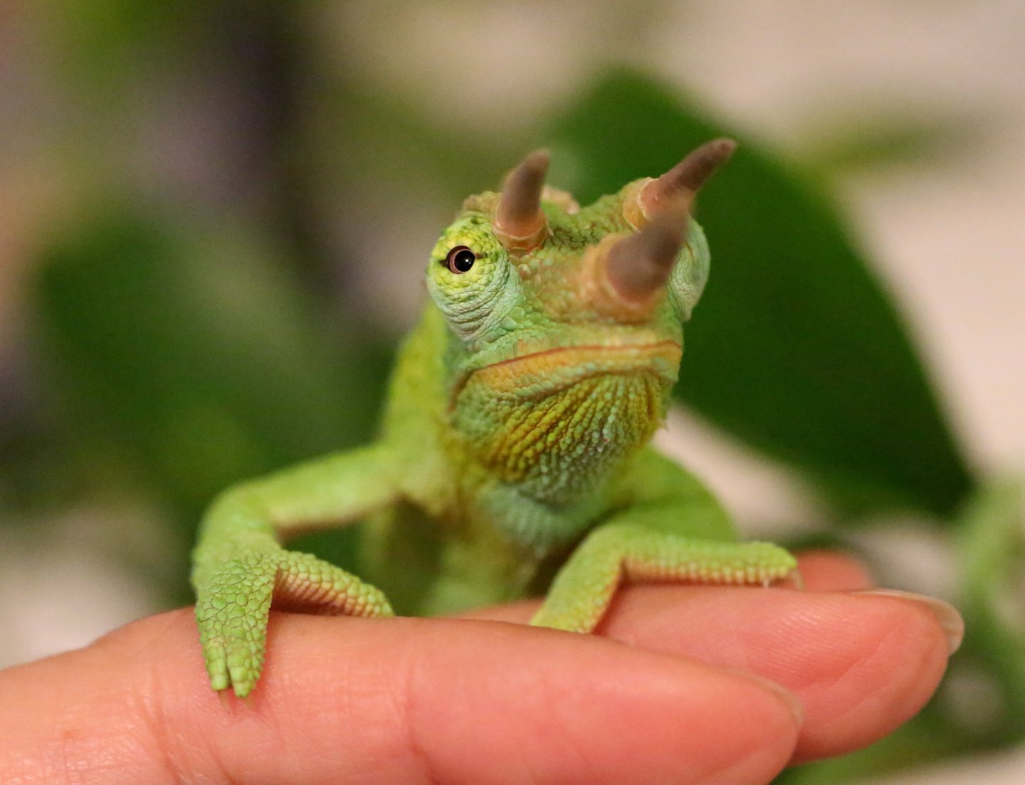 So...about those crickets...