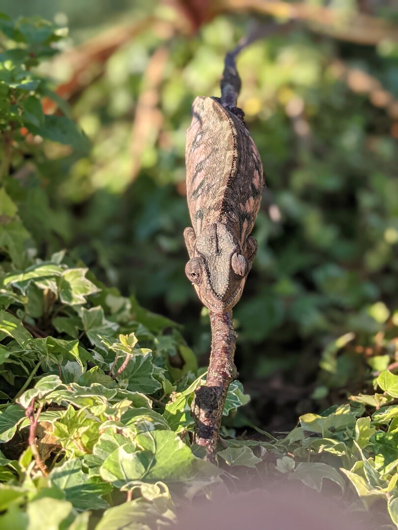 So still spiders web