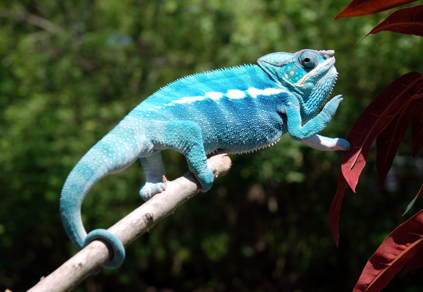 Socrates Showing Off To The Girls