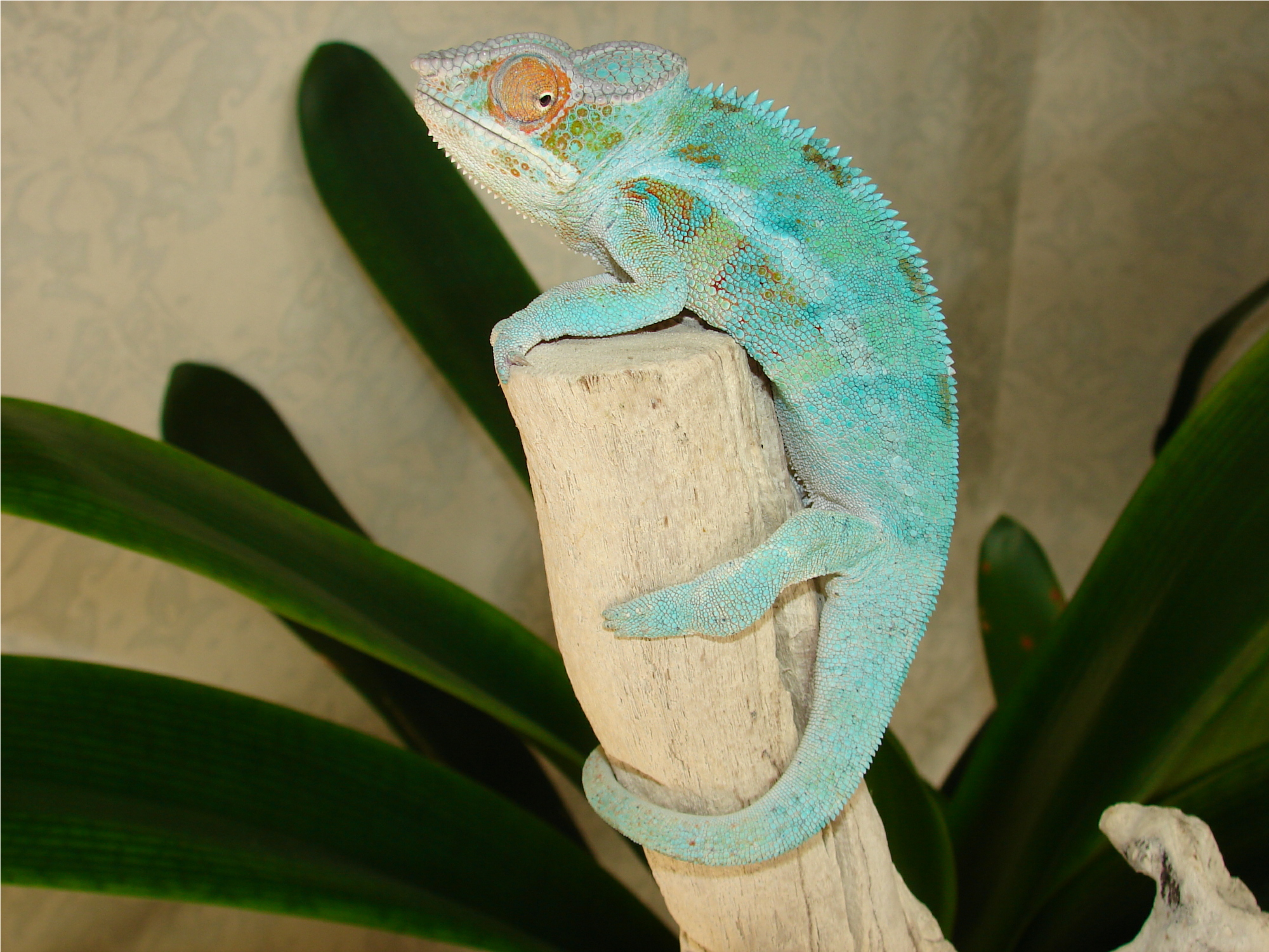 Solarius II - Male Ambanja