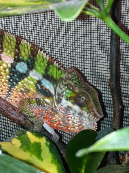 Some more colours after 2nd shedding