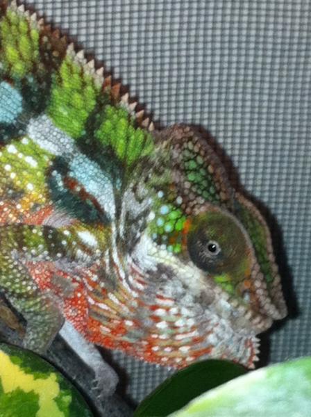 Some more colours after 2nd shedding
