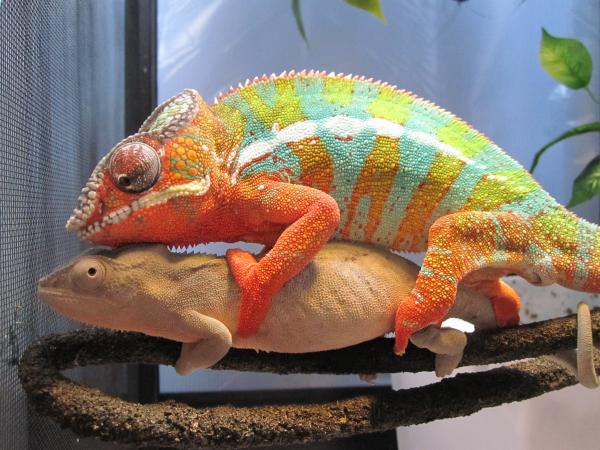 Some serious chameleon passion.