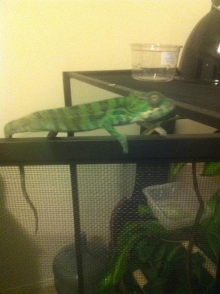 Somebody discovered the outside of their cage also works as a perch :)