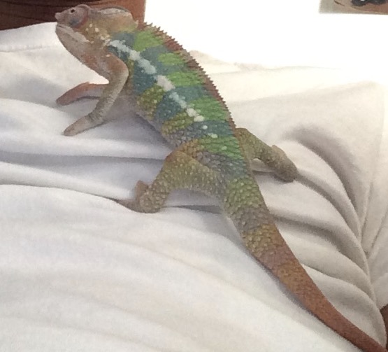 Someone is coming into his colors!