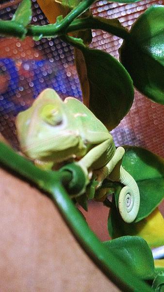 Something about a sleeping cham