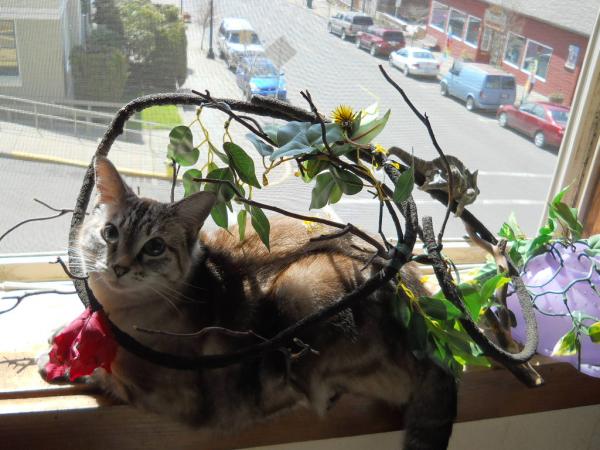 Sometimes the cat makes me share my window.  I really think she wishes she was a chameleon...