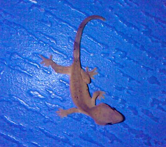 sonic crested gecko