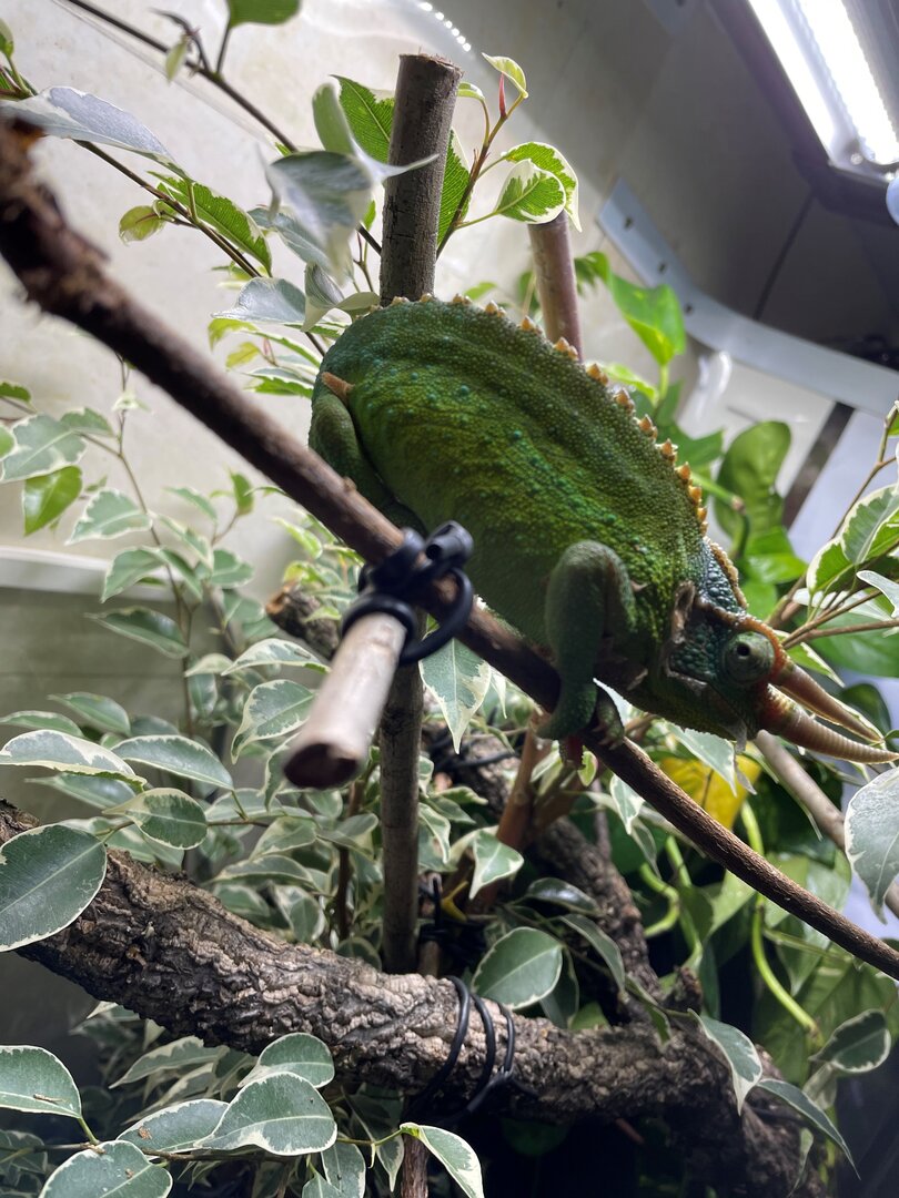 Sonny on his first full shed during my care