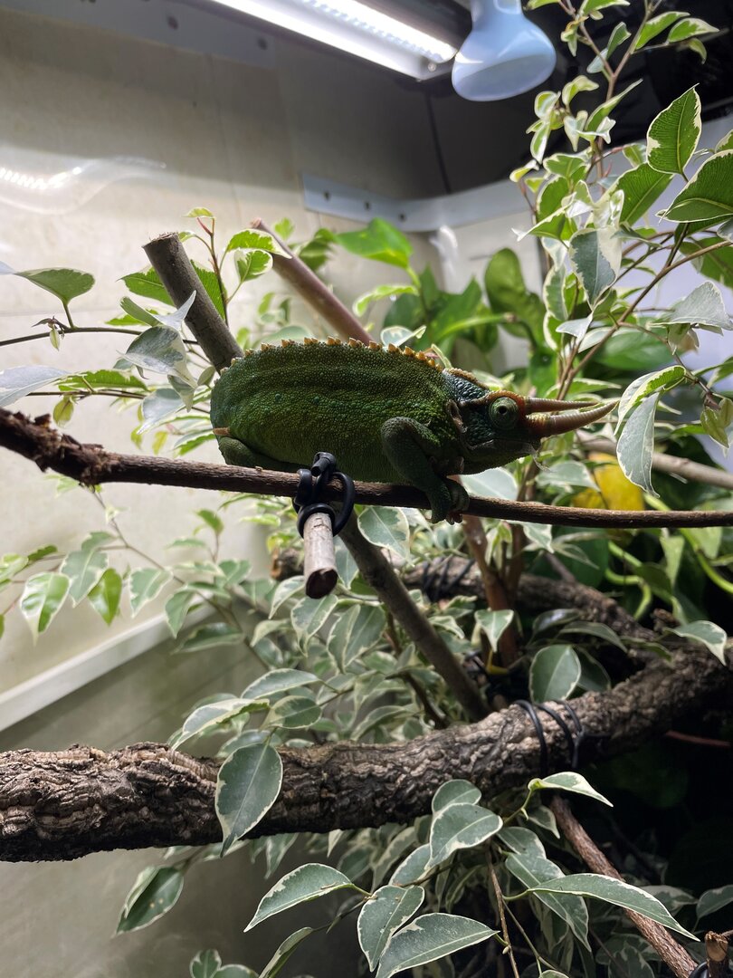 Sonny on his first full shed during my care