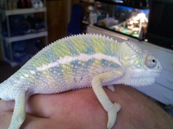 Sonny on Sept 1- He started changing back to green when he saw the camera, but all the green backing behind the bars was a nice pale yellow