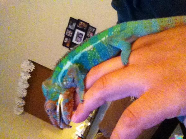 Sorry for the pic quality, he was chillen on my hand.. As you can see tasting me