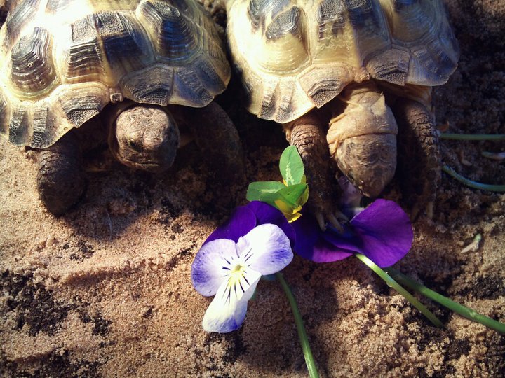 Spartacus And Maximus