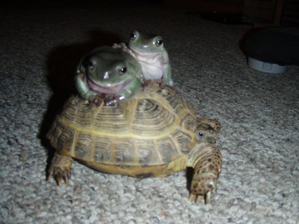 Speedy, Samwise&Gimli just truckin.