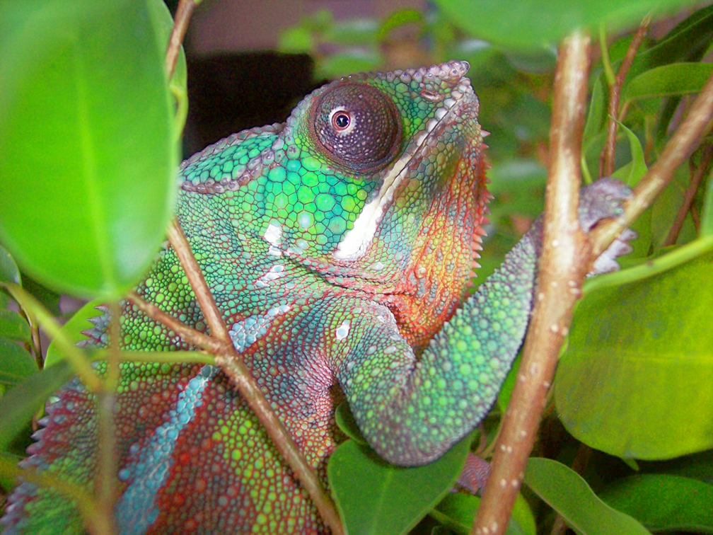 Spencer in his ficus