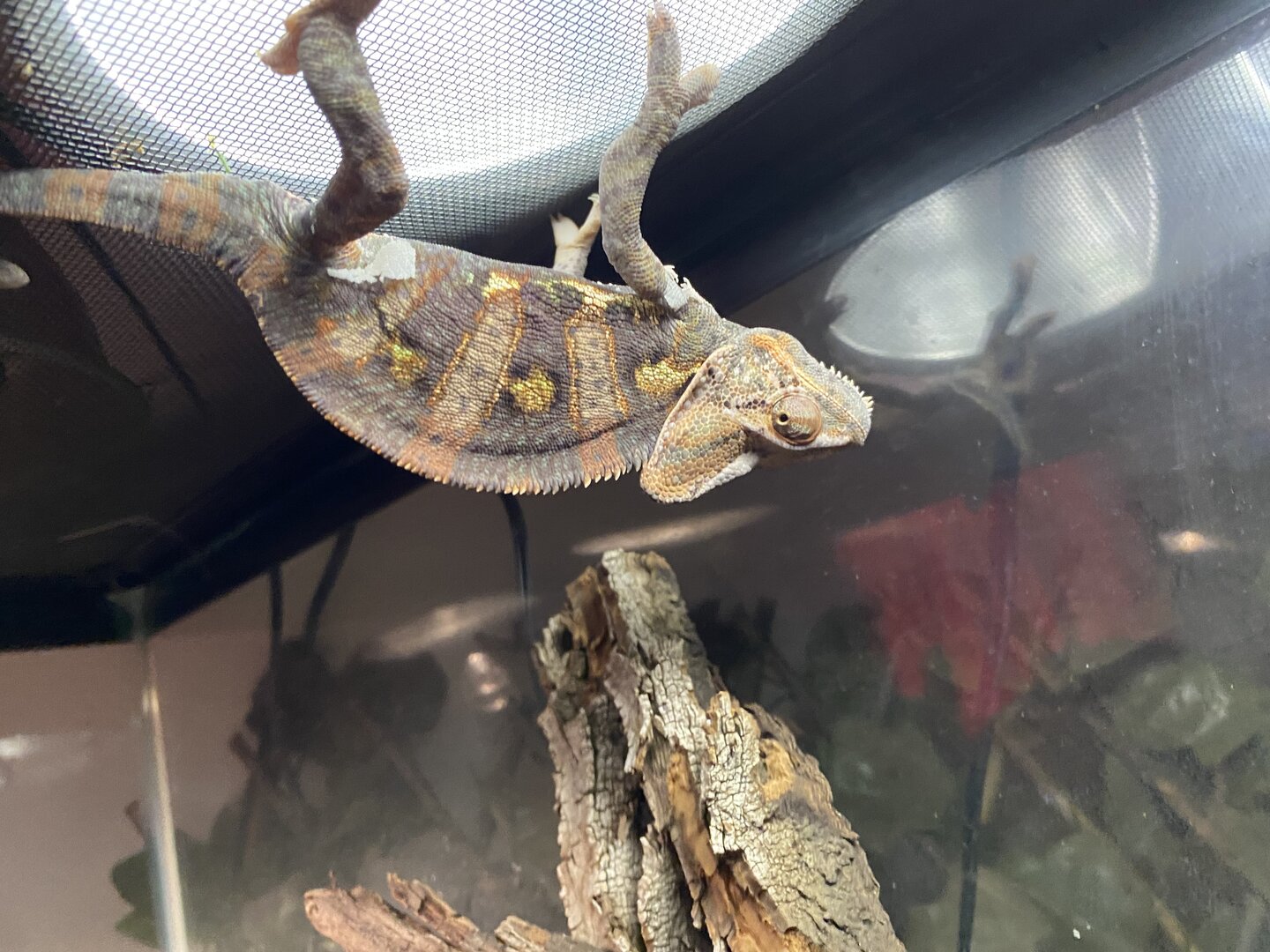 Spider-Rango… deflated?