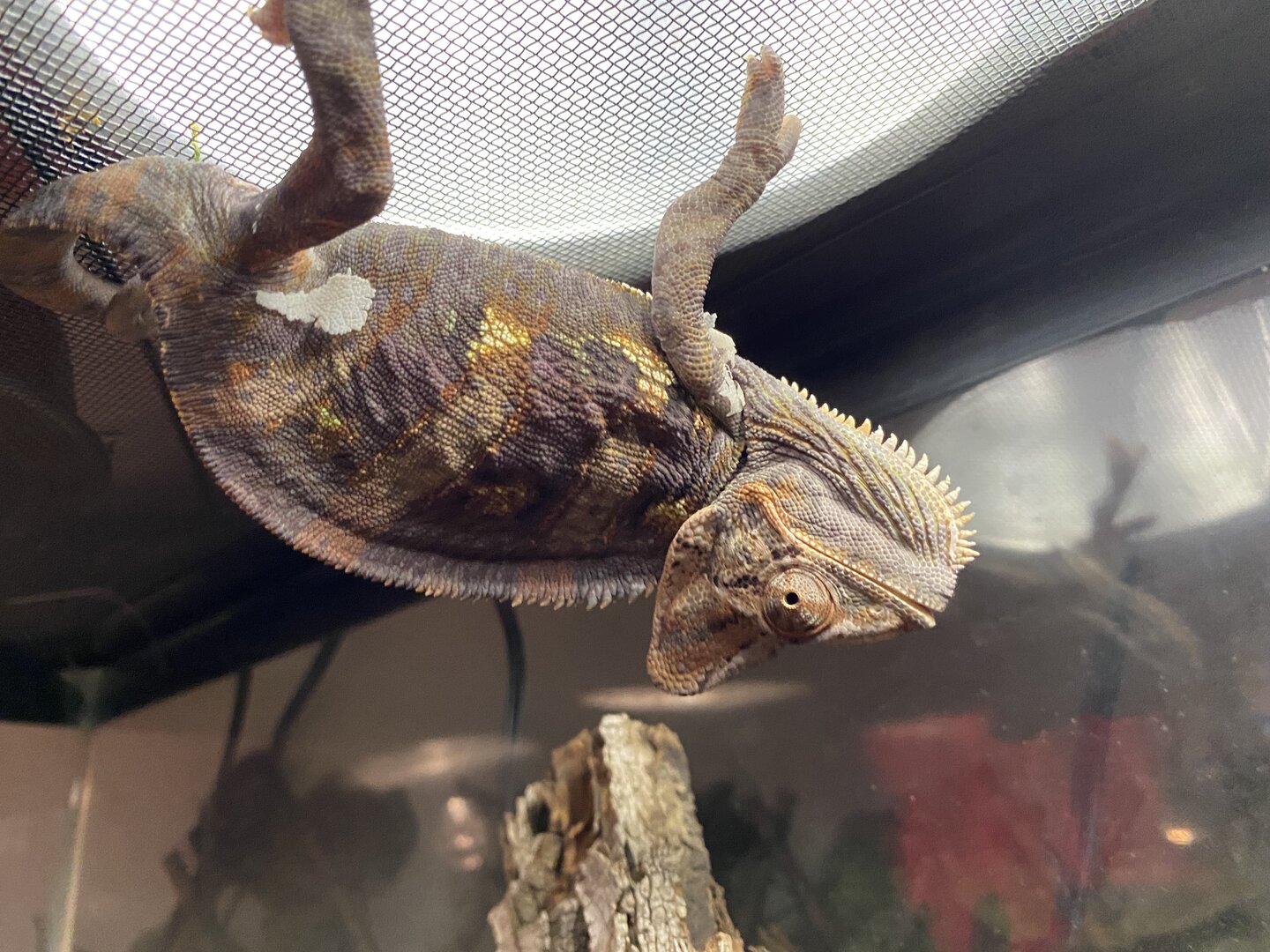 Spider-Rango!