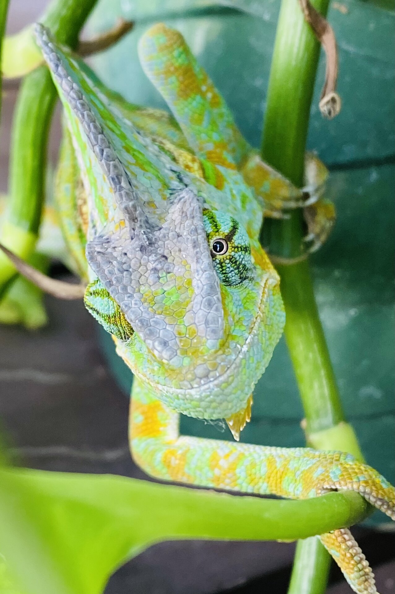 Spike enjoying outside time during the summer