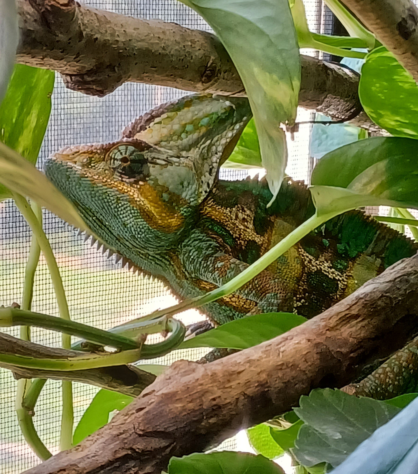 Spike living his best life