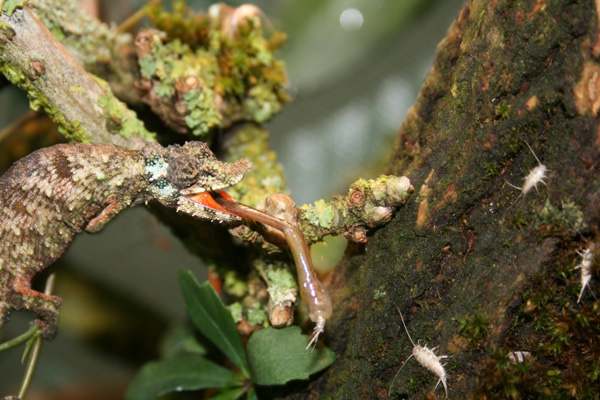 Spinosus Eating