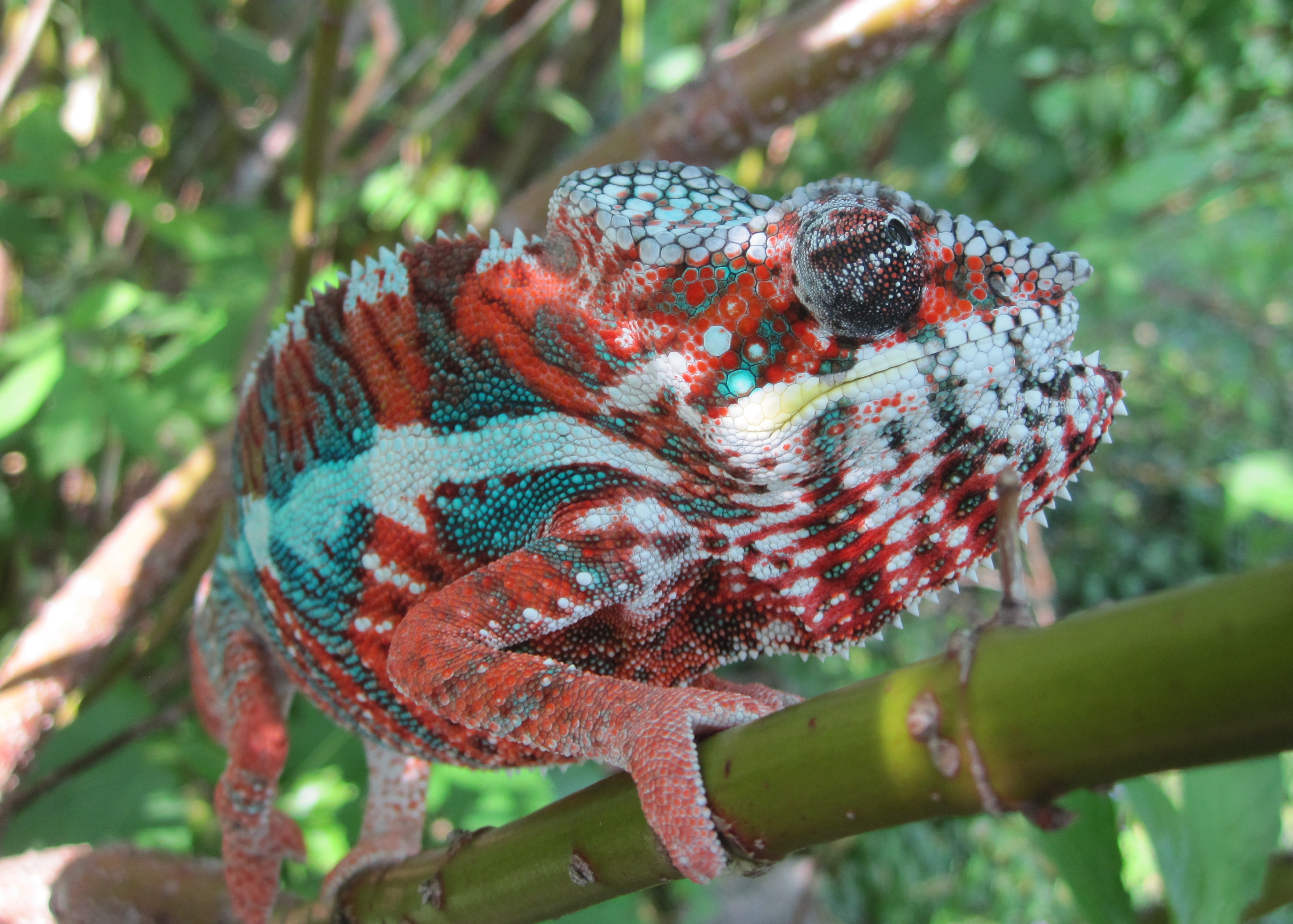 Splashin' The Jungle