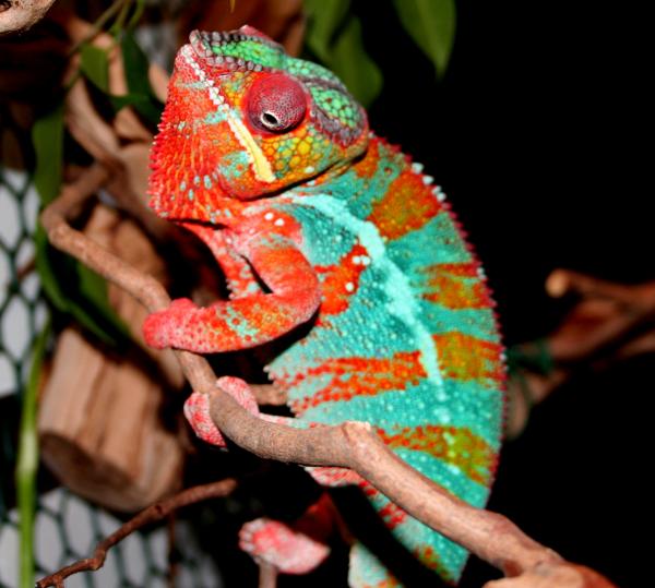 Spock  - BB Ambilobe (sired by Ziggy)