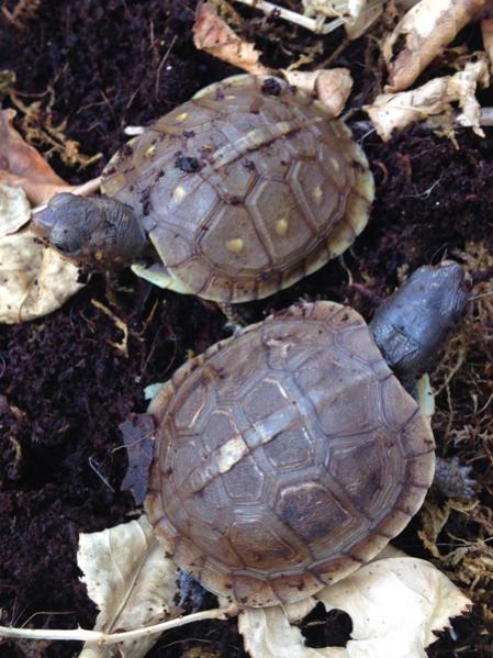 Spot and Dot, yearling three-toed box turtles