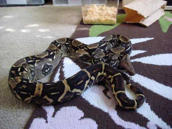 Sprinkles (demon sistor)