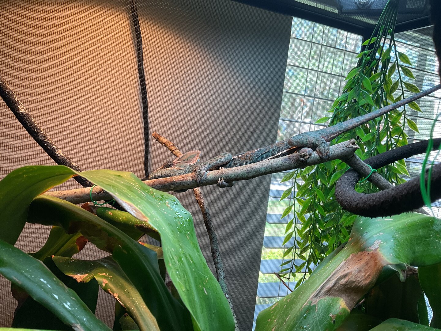 Spyro is just a branch