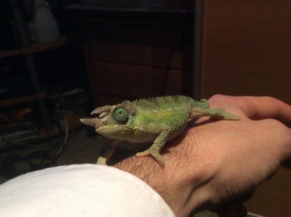 Spyro: male jacksonii chameleon