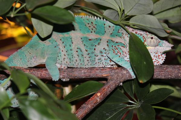 Squiggy2-Mar/2012