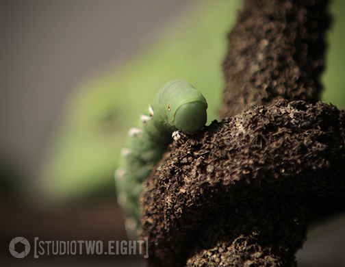 Stalking a hornworm ;)