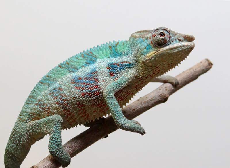 Stanley 4 months old. (Breeders photo)