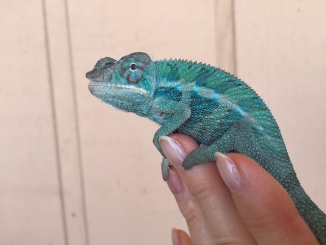 Stanley arrived today 5/24/17. He's 4 months old and he weights 12.8 grams