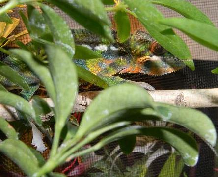 Stealthy hunting