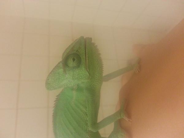 Steamed bathroom got his attention