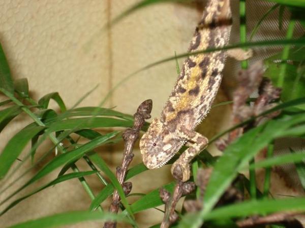 sternfledi female