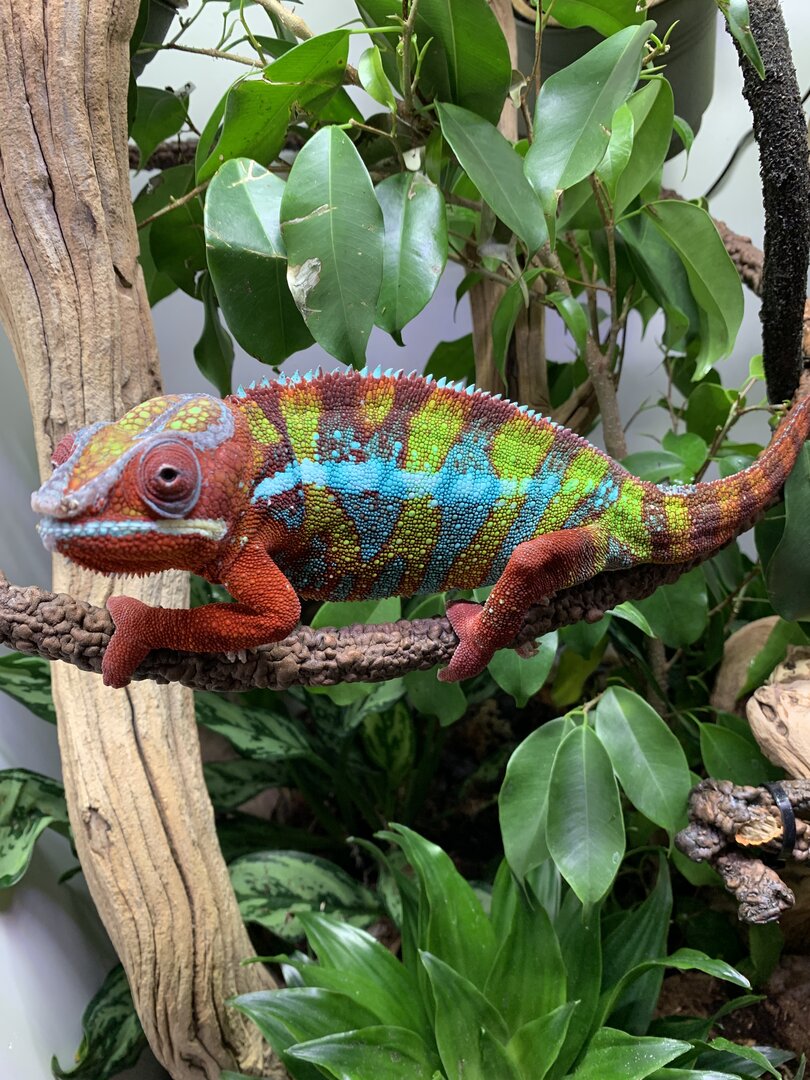 Stewart, 18 months old CB