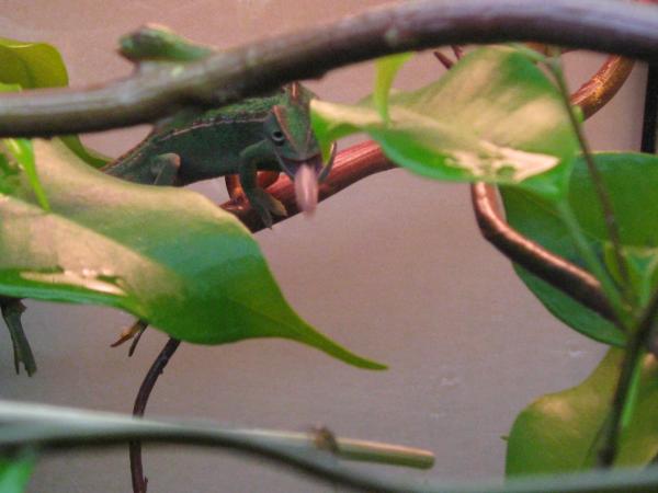 stick feeding right out of the box!!