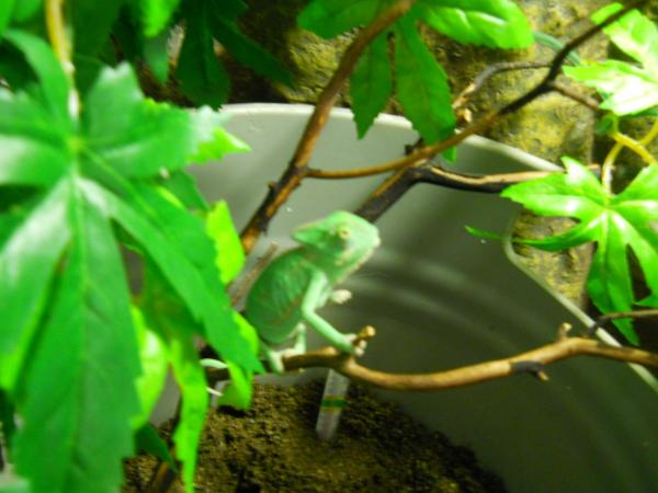 Still checking out the laying bin