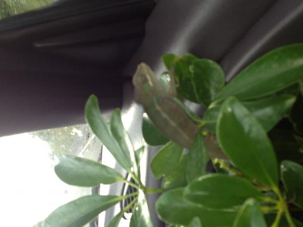 Still on the way home with his new plant