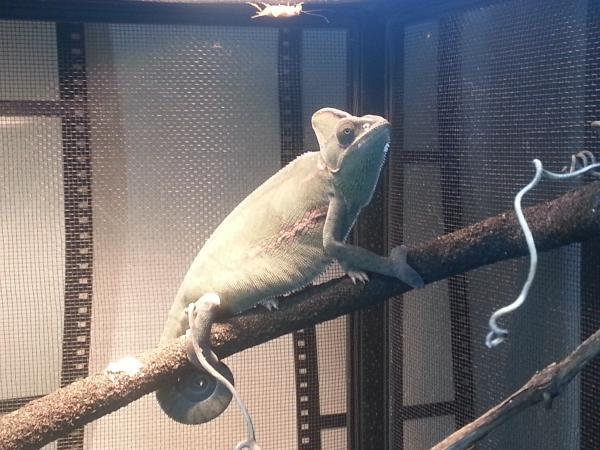 stink-eye